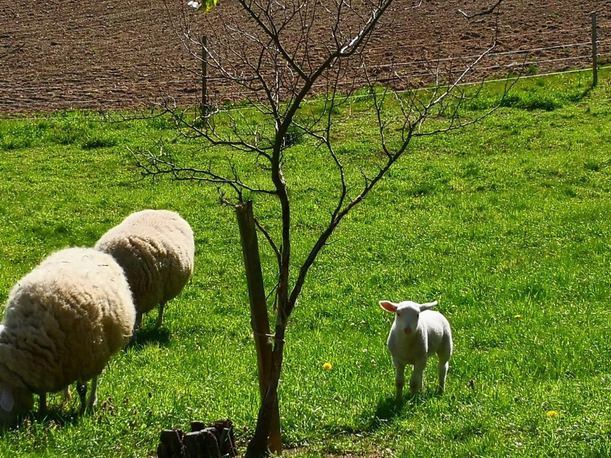 Ferienwohnungen 1 Bis 4 "Pumphut'S Scheune" Lengenfeld  Zewnętrze zdjęcie