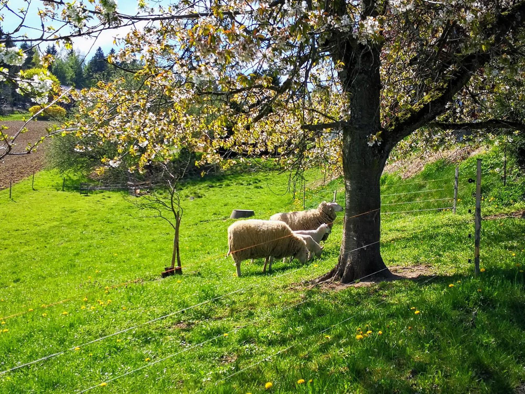 Ferienwohnungen 1 Bis 4 "Pumphut'S Scheune" Lengenfeld  Zewnętrze zdjęcie