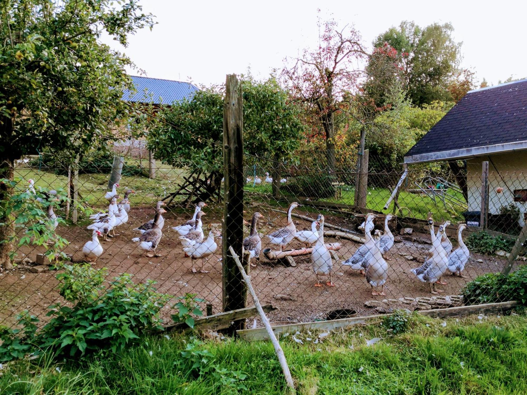 Ferienwohnungen 1 Bis 4 "Pumphut'S Scheune" Lengenfeld  Zewnętrze zdjęcie